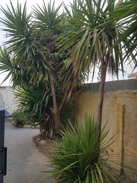 Yucca géant 20 Port-Saint-Louis-du-Rhône (13)