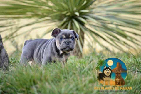 Chiots Bouledogues Francais exotique 2000 30650 Rochefort-du-gard