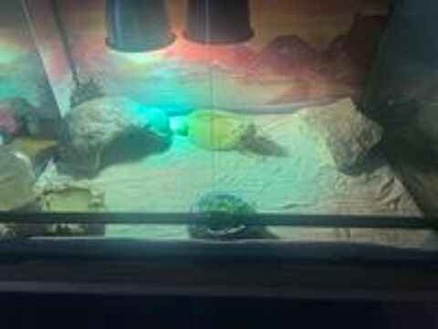   Pogona + terrarium + lampe  