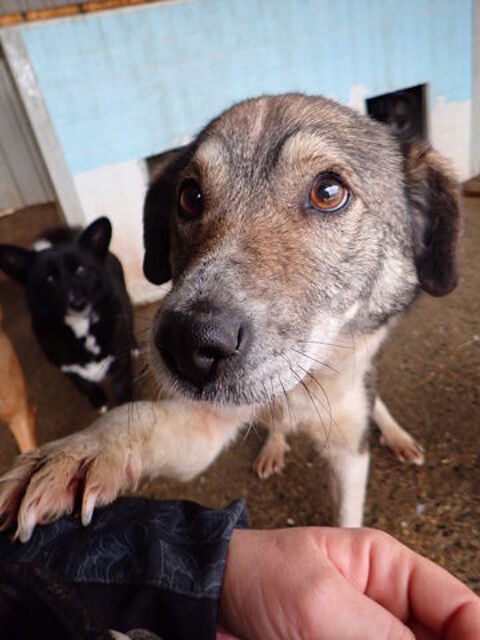 Sage &agrave; l'adoption 200 89000 Auxerre