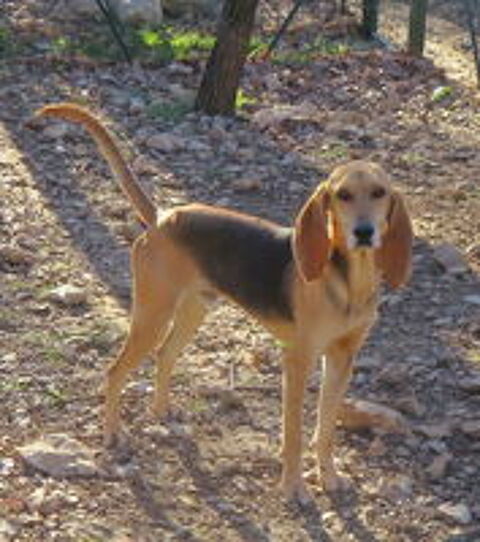   Cooper est à l'adoption! 