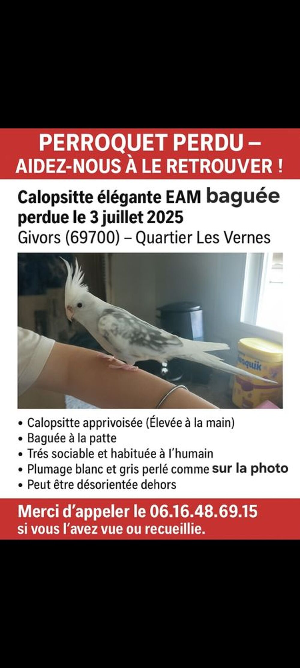   Perdue calopsitte  