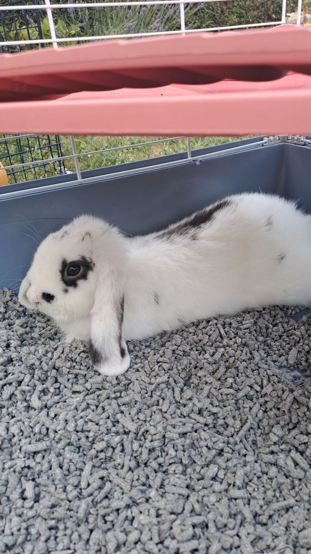   lapin Bélier nain 
