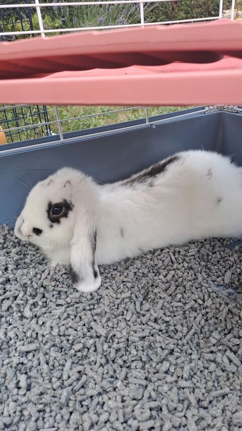 lapin B&eacute;lier nain 50 21240 Talant