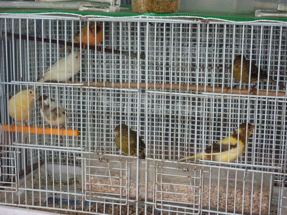   CANARIES MALES DE L ANNEE 