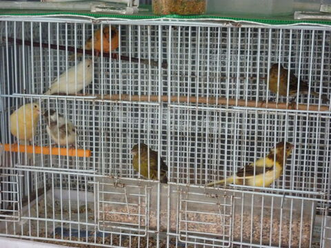 CANARIES MALES DE L ANNEE 15 64990 Saint-pierre-d'irube