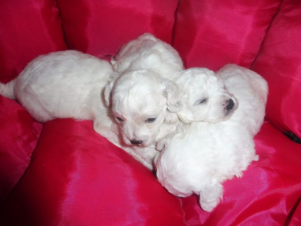   A RESERVER CHOTS BICHON FRISE 