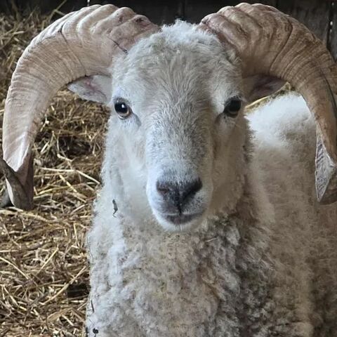 mouton Ragnar 90 56560 Guiscriff