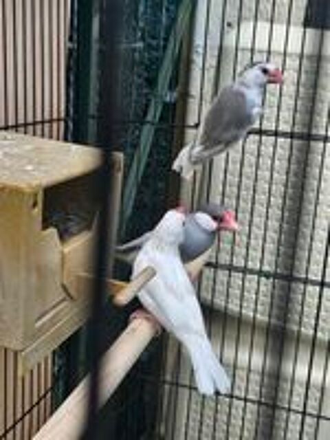   Trio de paddas 