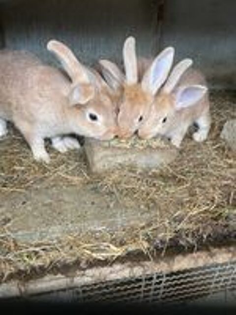   Lapin argenté anglais pur race 