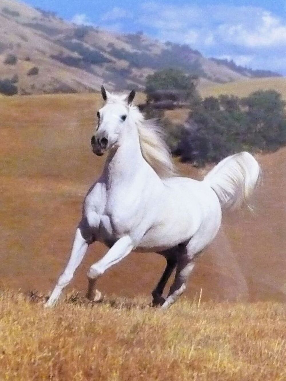 Cheval Blanc dans son Cadre Rectangulaire Noir Décoration