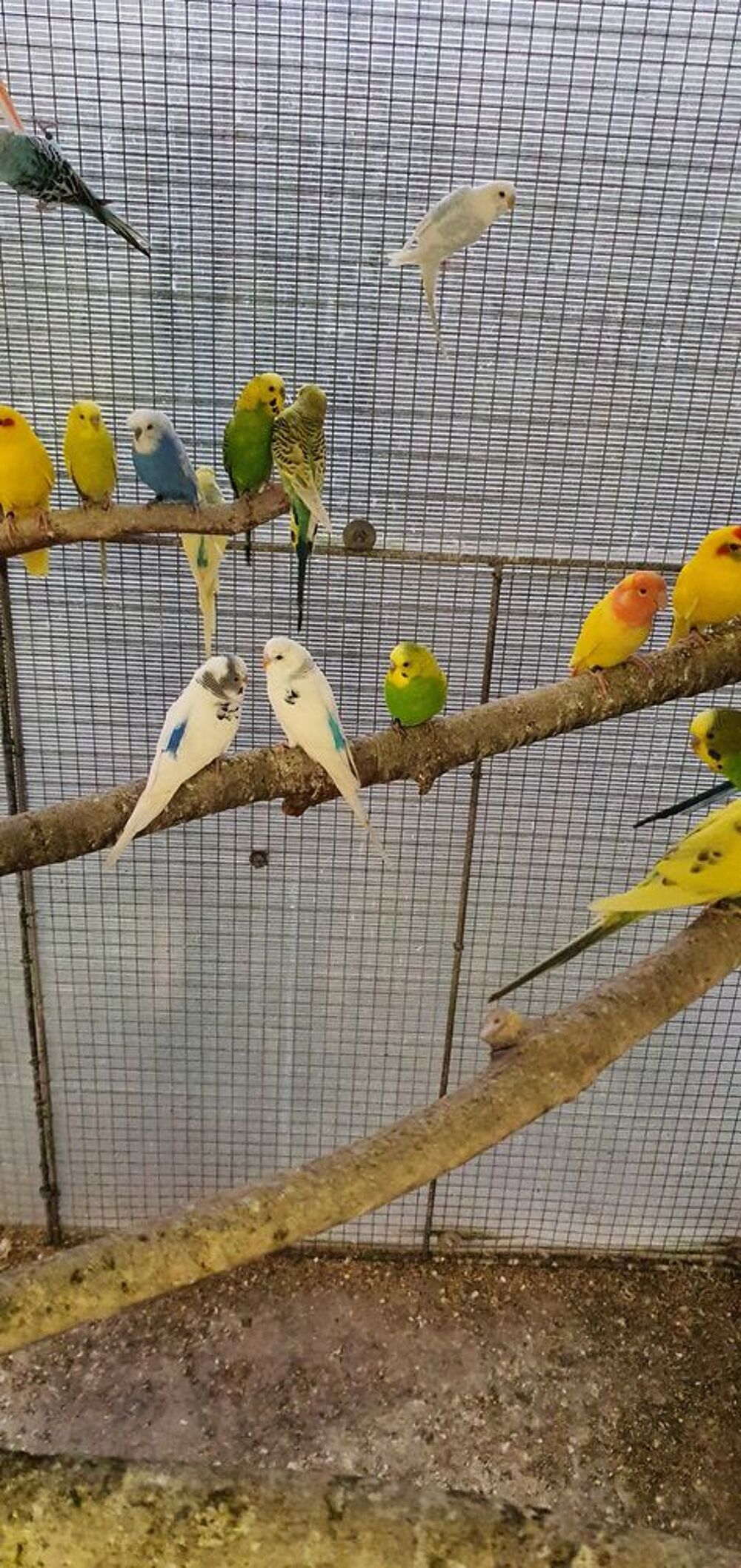oiseaux perruches ondul&eacute;es Jardin