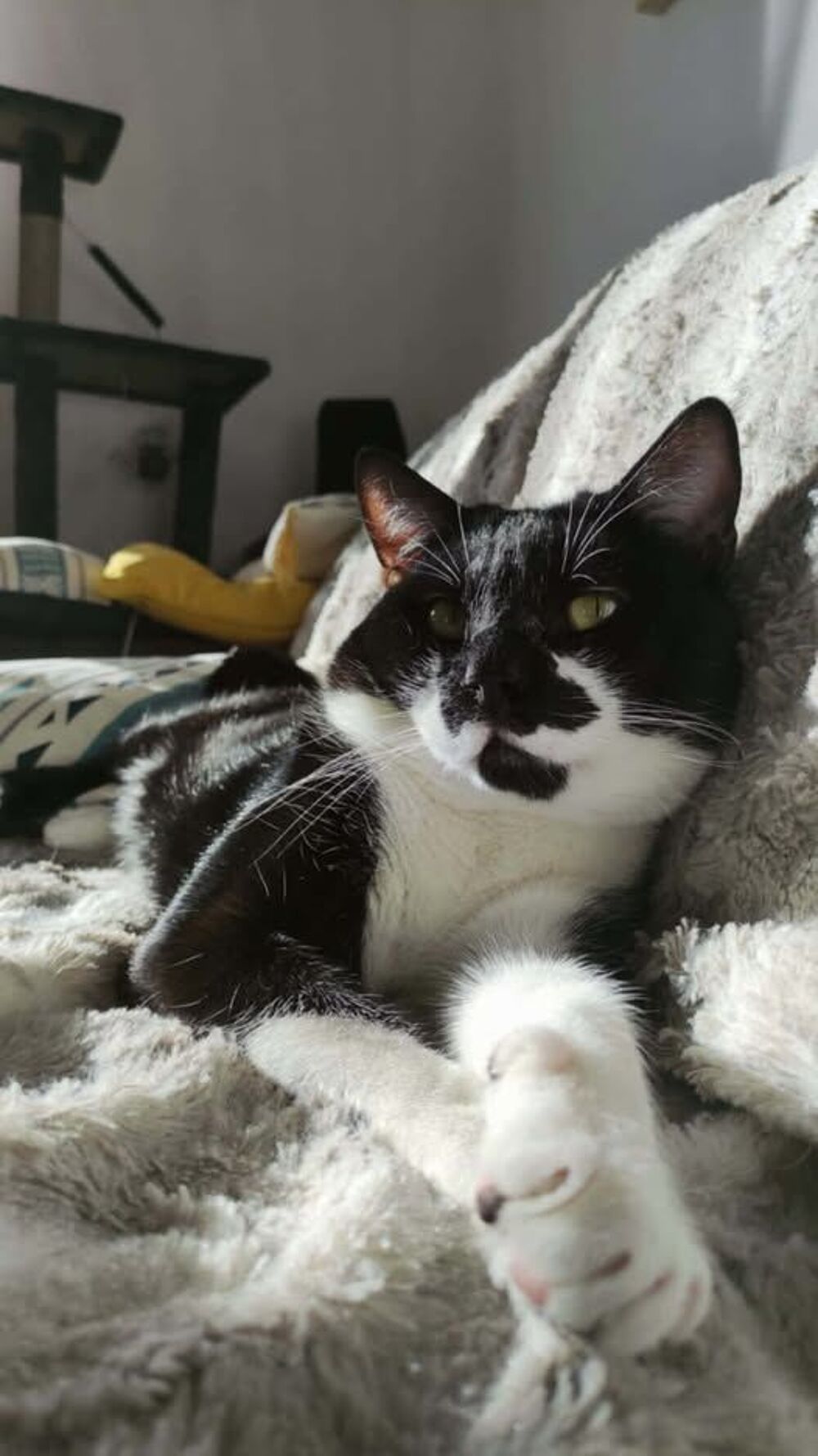   Chat SIMBA � l adoption 