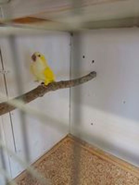   Perruche souris  