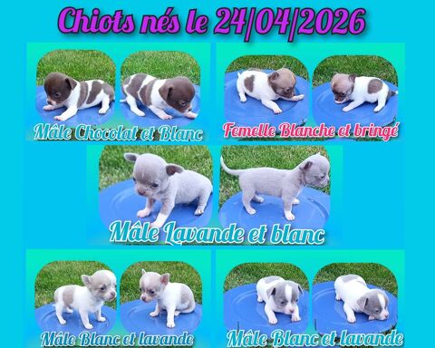 Chiot chihuahua poil court et long 950 27140 Gisors