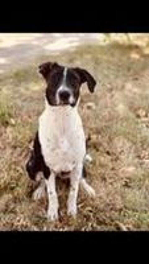   Chien LUNA  l adoption 