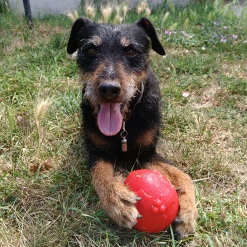 &#128054; À l'adoption : Juju, une mamie au grand cur ! &#128149; 50 26300 Alixan