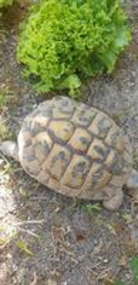   TORTUE MAL REPRODUCTEUR 