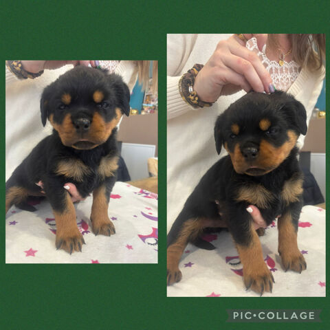 Chiot Rottweiler LOF 1500 24100 Bergerac