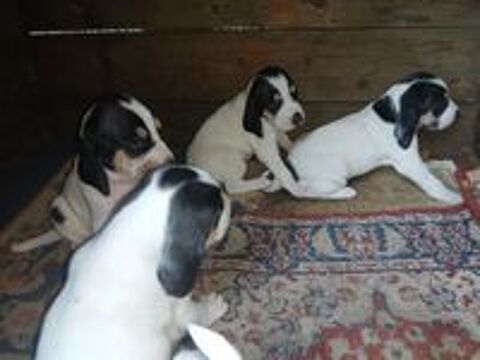   CHIOT FEMELLE ARIEGEOIS A RESERVER 