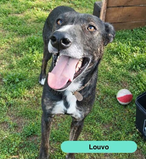 Louvo, podenco &agrave; adopter 350 18210 Bessais-le-fromental