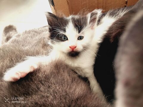 donne chaton Arlequin noir et blanc 0 07170 Lussas