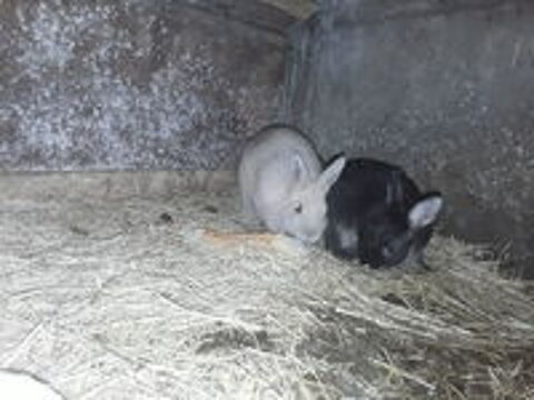    Lapin nain 