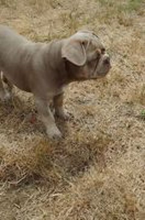   Magnifique bouledogue  