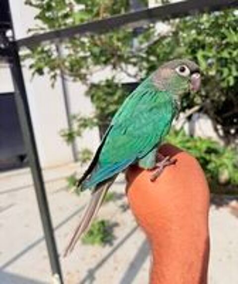   Très Belles Conure Molinaé EAM TRÈS BIEN APPRIVOISER Bagué26 