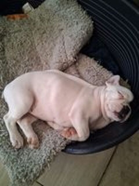   Chiot  6 mois 