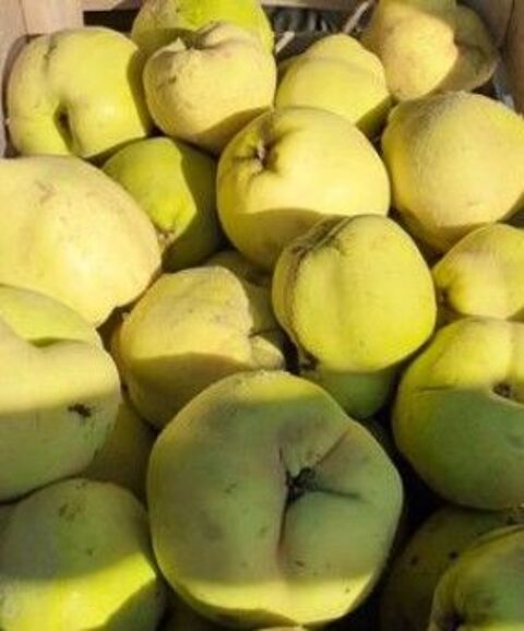 coings non traités. Merviller (54)