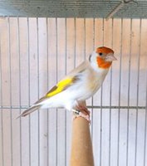   Chardonneret en mutation  