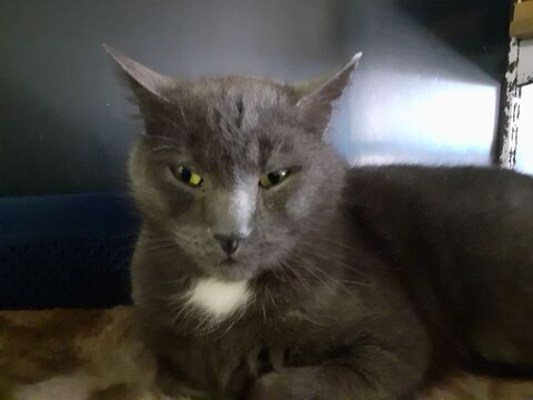 Watson beau chat gris  adopter 35520 Melesse