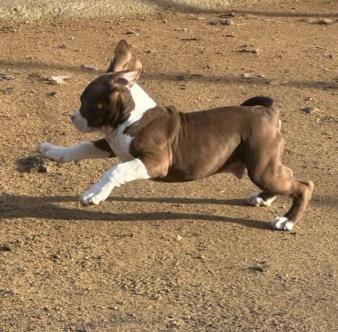 American bully XL 850 03250 Ch�tel-montagne