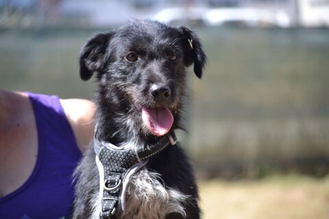DULCE , petite chienne adorable à adopter 315 24140 Douville