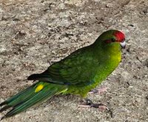  Kakariki  