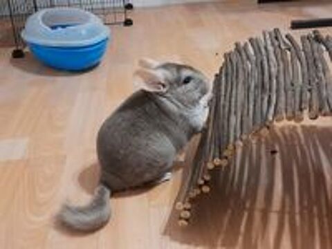   Chinchilla femelle  