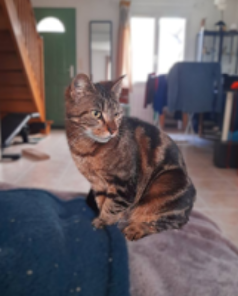   Tara 