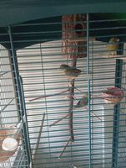   male canari gloster ann�e 2023 