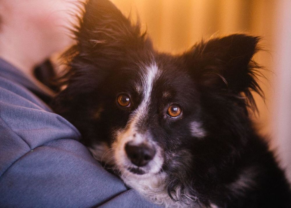   KORZHIK SE TROUVE DANS UN REFUGE EN UKRAINE 