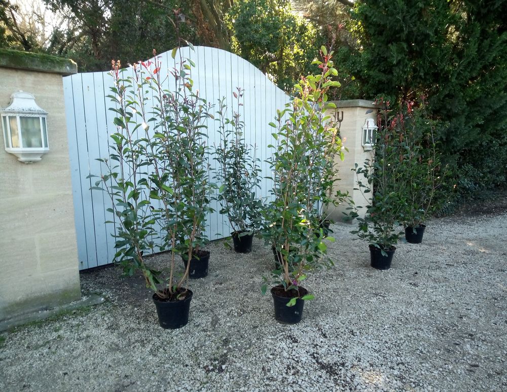 Arbuste d'ornement et de haie Photinia 'Red Robin'. Jardin