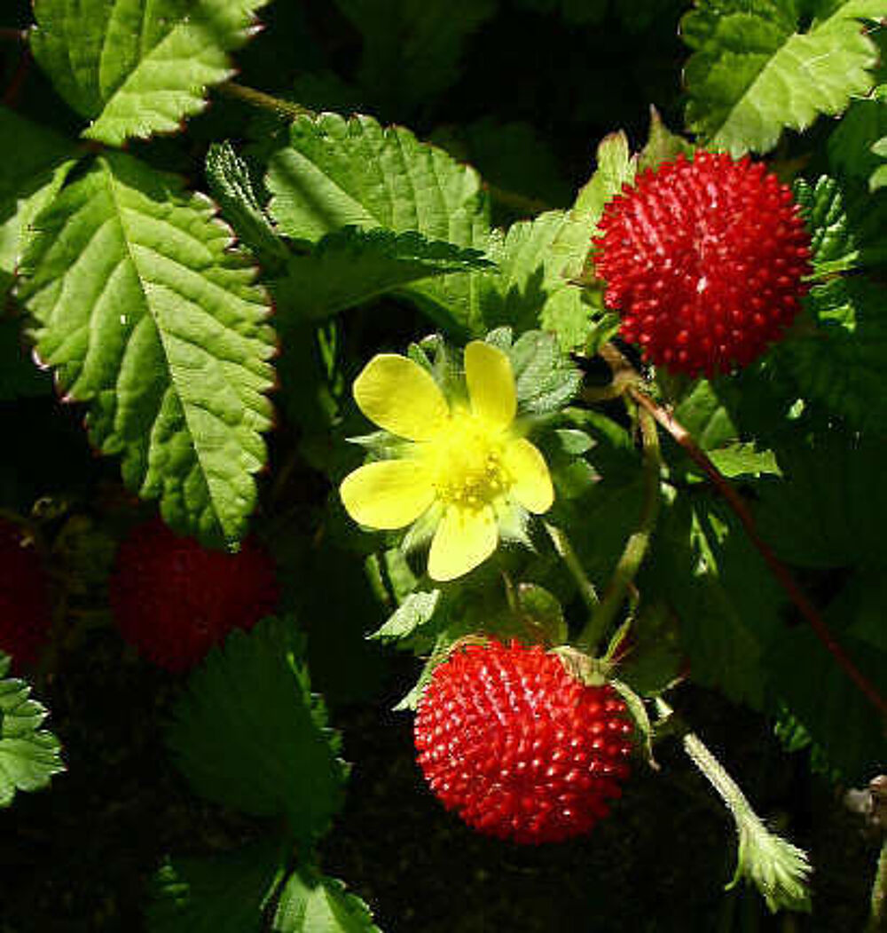 FRAISIER ORNEMENTAL Jardin