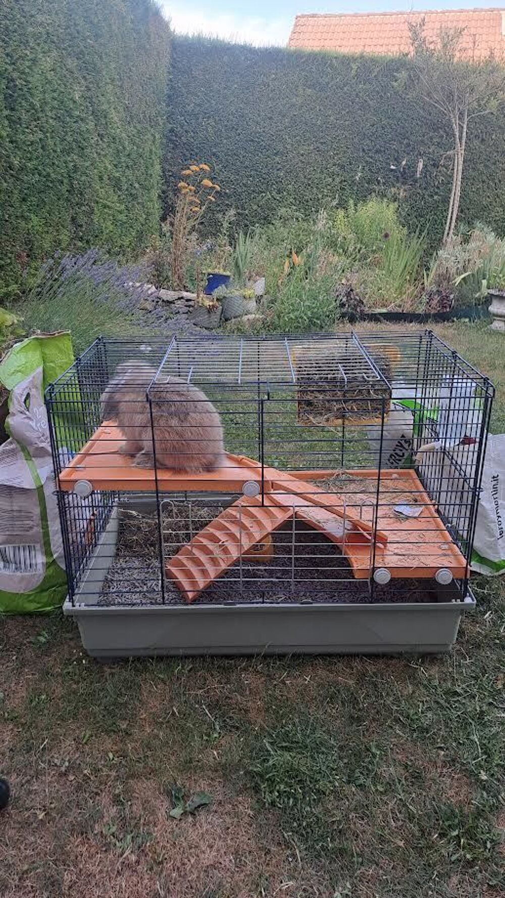   lapin bélier nain vendu avec sa cage et accessoires. 
