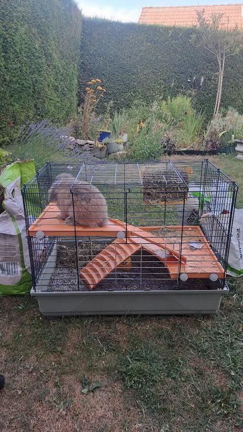 lapin b&eacute;lier nain vendu avec sa cage et accessoires. 
55 21240 Talant