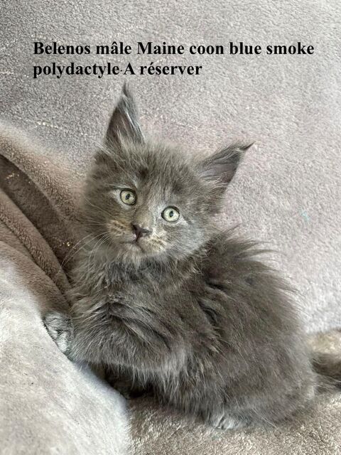 Chatons Maine coon 1450 30800 Saint-gilles