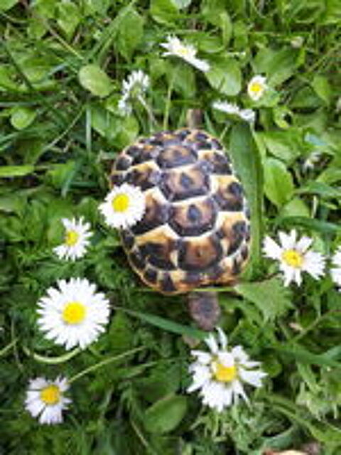  Petites tortues de terre hh nées à l'été 2025 