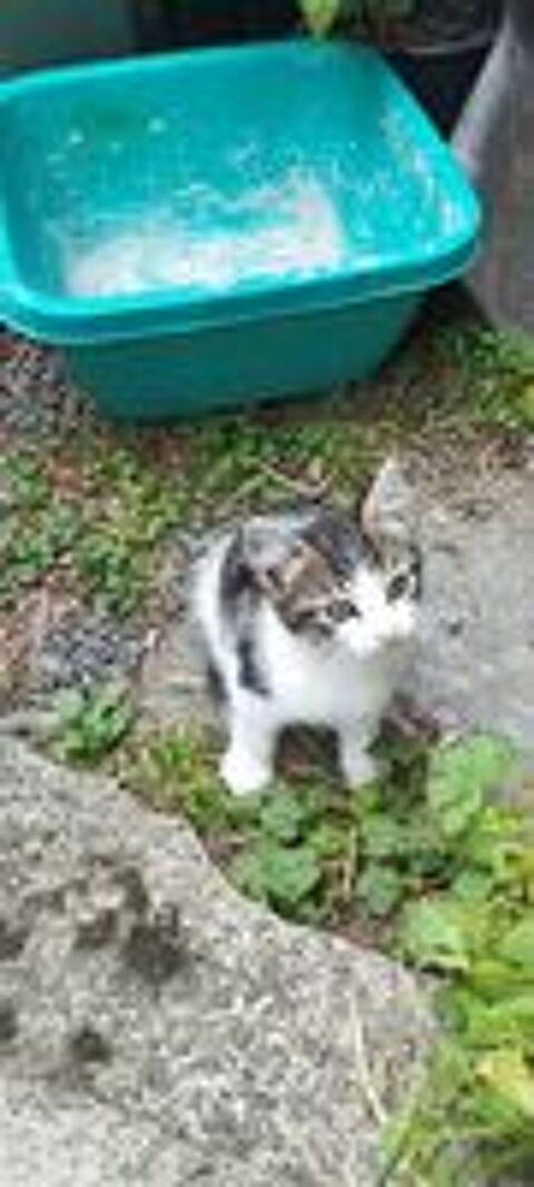   Chatons à donner,  