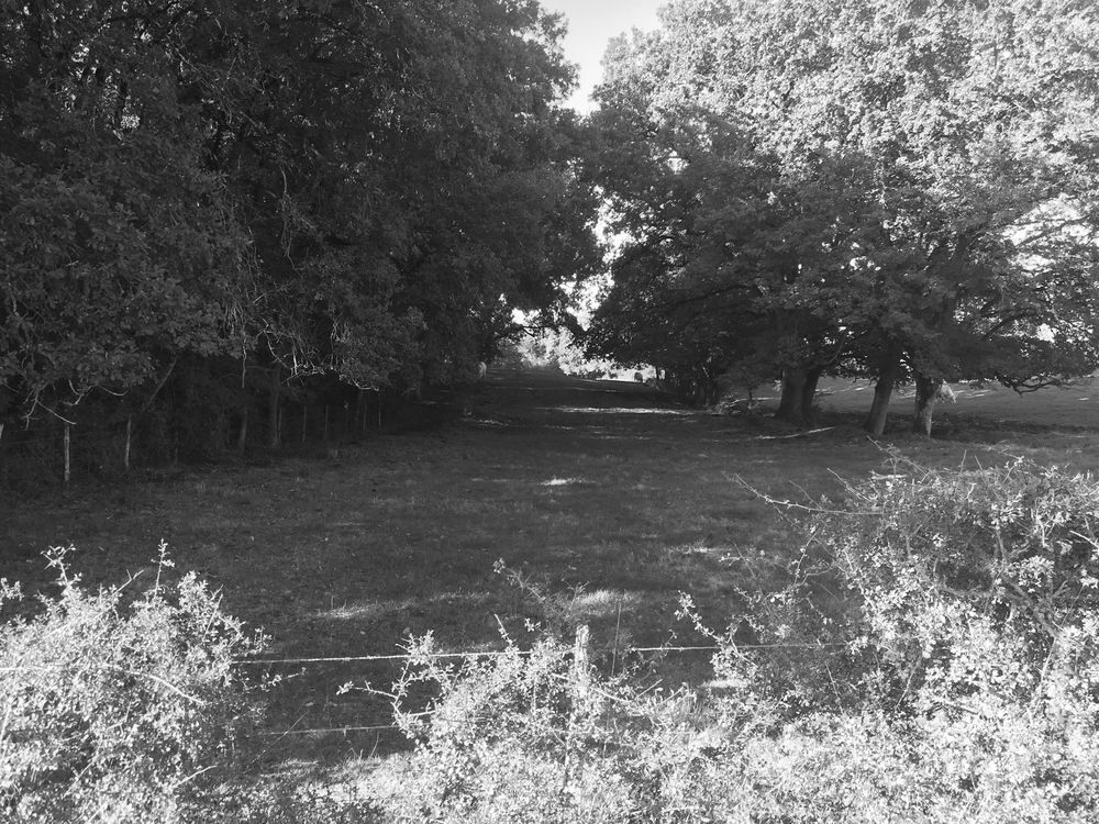   Studio meublé idéal curiste lumineux et au calme Poitou-Charentes, La Roche-Posay (86270)