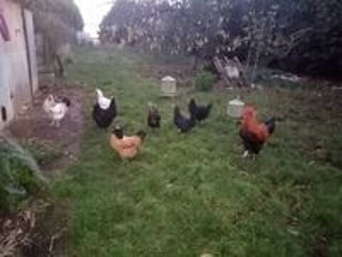    JEUNE COQ BLEU DE FRANCE  avec ou sans sa poule 