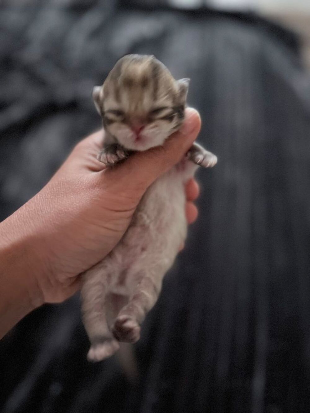   ? British chatons à réserver ! ?
